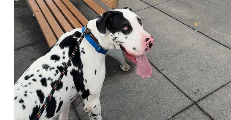 adoptable Dog in Brooklyn, NY named Captain