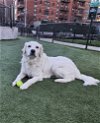 adoptable Dog in brooklyn, NY named Melody