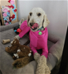 adoptable Dog in brooklyn, NY named Ciela