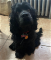 adoptable Dog in brooklyn, NY named Manolo