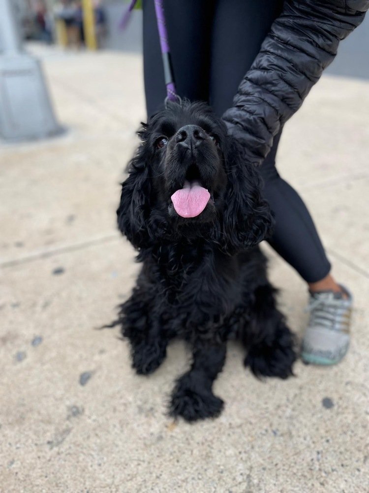adoptable Dog in Brooklyn, NY named Manolo