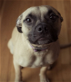 adoptable Dog in brooklyn, NY named Honey