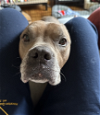 adoptable Dog in brooklyn, NY named Grandma Nubs