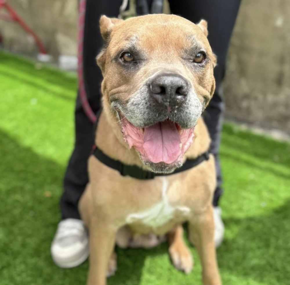 adoptable Dog in Brooklyn, NY named Grandma Nubs