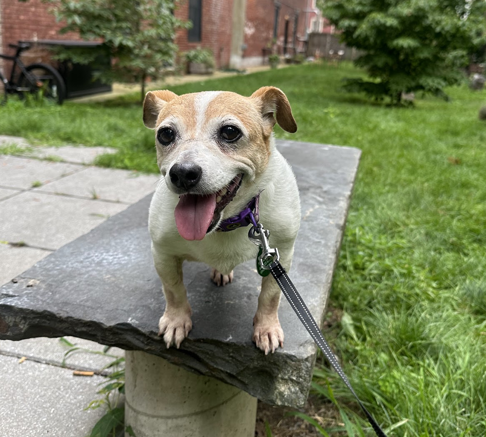 adoptable Dog in Brooklyn, NY named Jackie