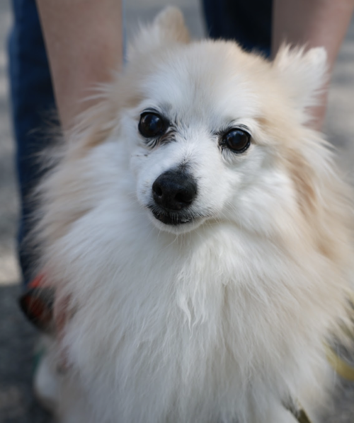 picture of the dog needing adoption