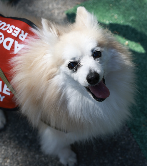 HANSEL - Pomeranian available for adoption