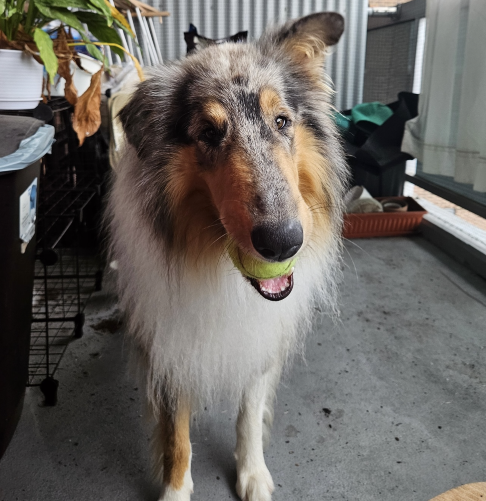 adoptable Dog in Brooklyn, NY named Fini