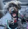 adoptable Dog in Brooklyn, NY named Ivy