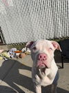 adoptable Dog in , NY named Aries