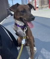 adoptable Dog in Brooklyn, NY named Destiny