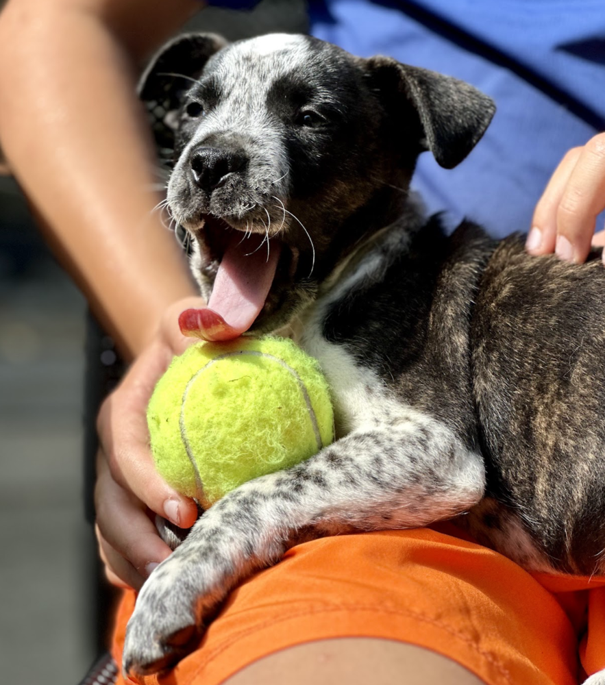 adoptable Dog in Brooklyn, NY named Clyde