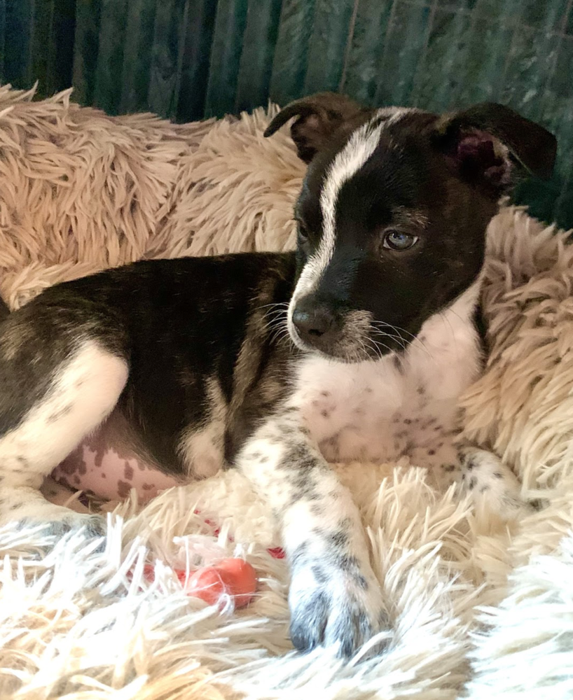 adoptable Dog in Brooklyn, NY named Bonnie