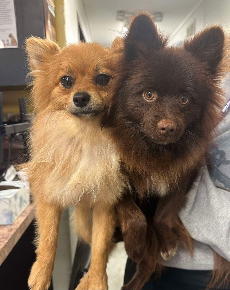 adoptable Dog in Brooklyn, NY named Peter and Paul *Bonded Pair*