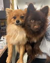 adoptable Dog in , NY named Peter and Paul *Bonded Pair*