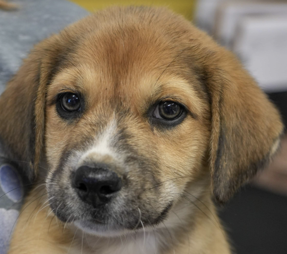 adoptable Dog in Brooklyn, NY named Pecan