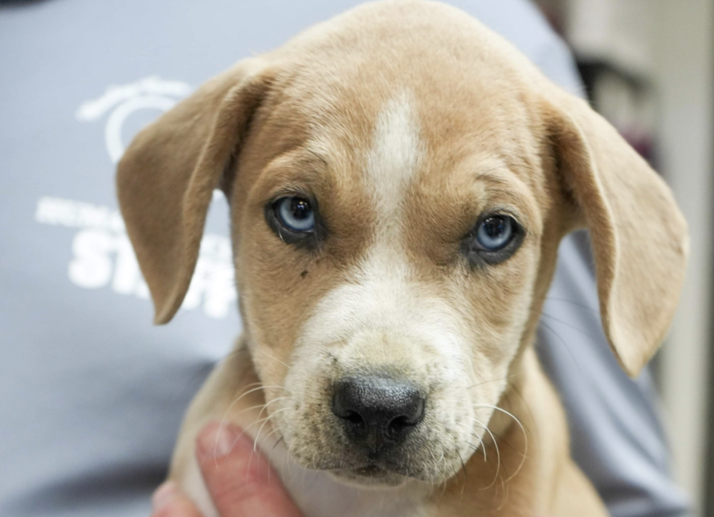 adoptable Dog in Brooklyn, NY named Hazelnut