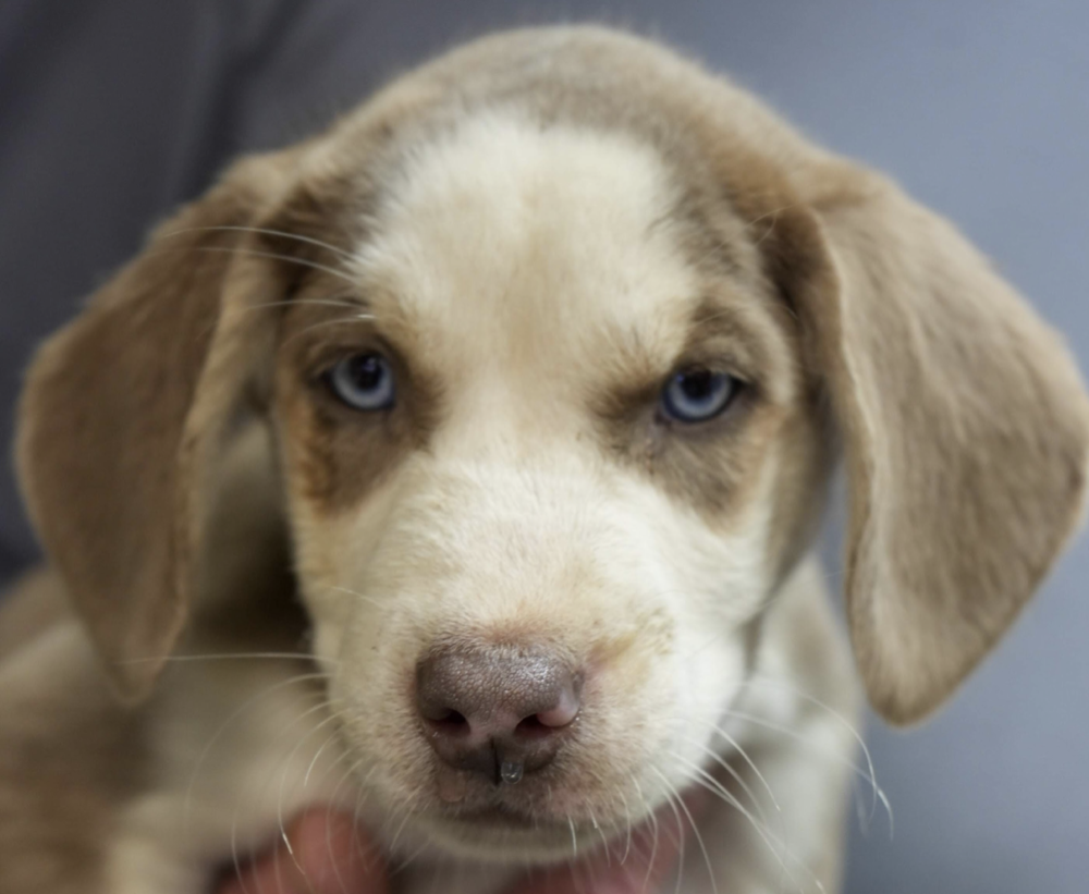 adoptable Dog in Brooklyn, NY named Walnut