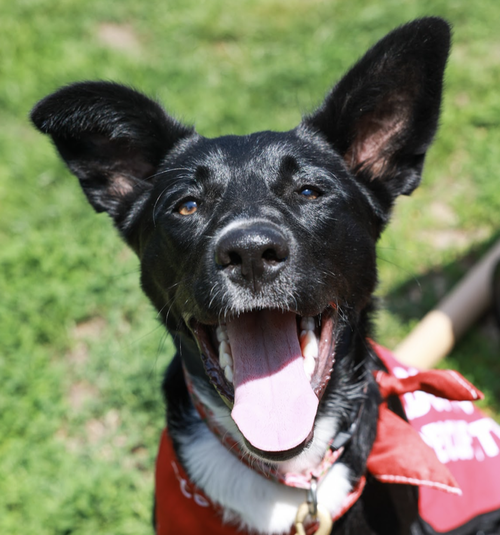 picture of the dog needing adoption