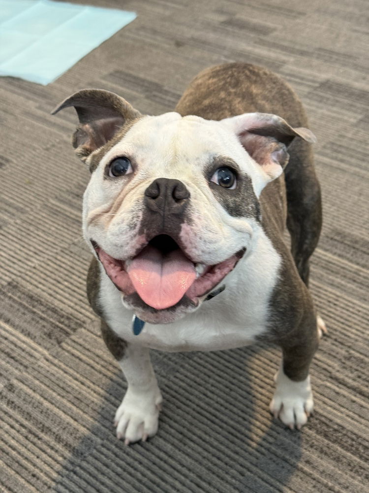 adoptable Dog in Brooklyn, NY named Maui