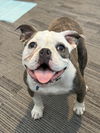 adoptable Dog in brooklyn, NY named Maui