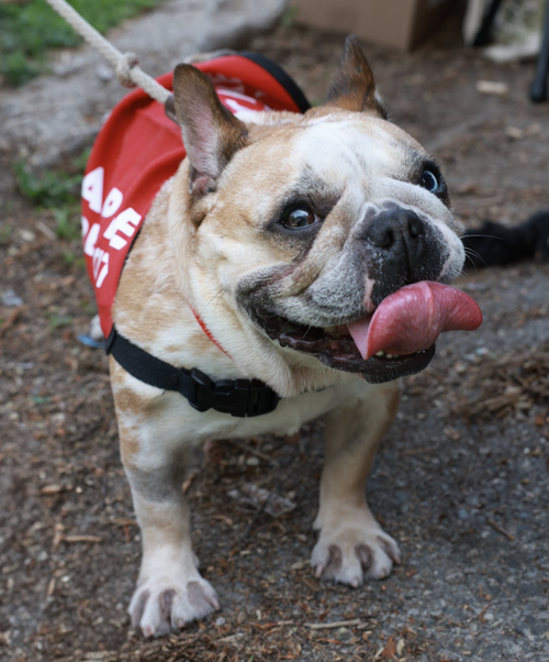 picture of the dog needing adoption