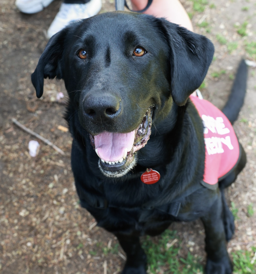 picture of the dog needing adoption