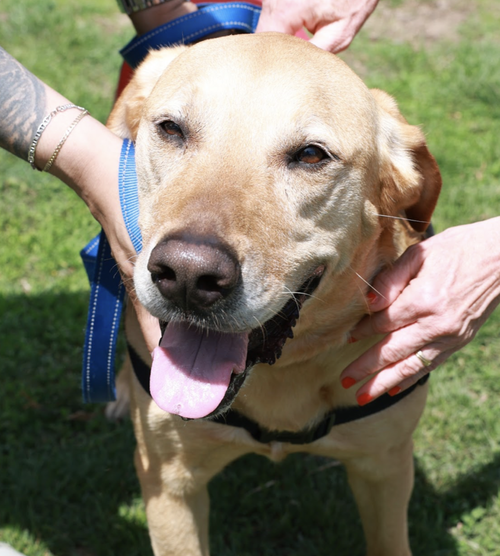 picture of the dog needing adoption