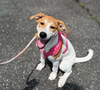 adoptable Dog in brooklyn, NY named Parm