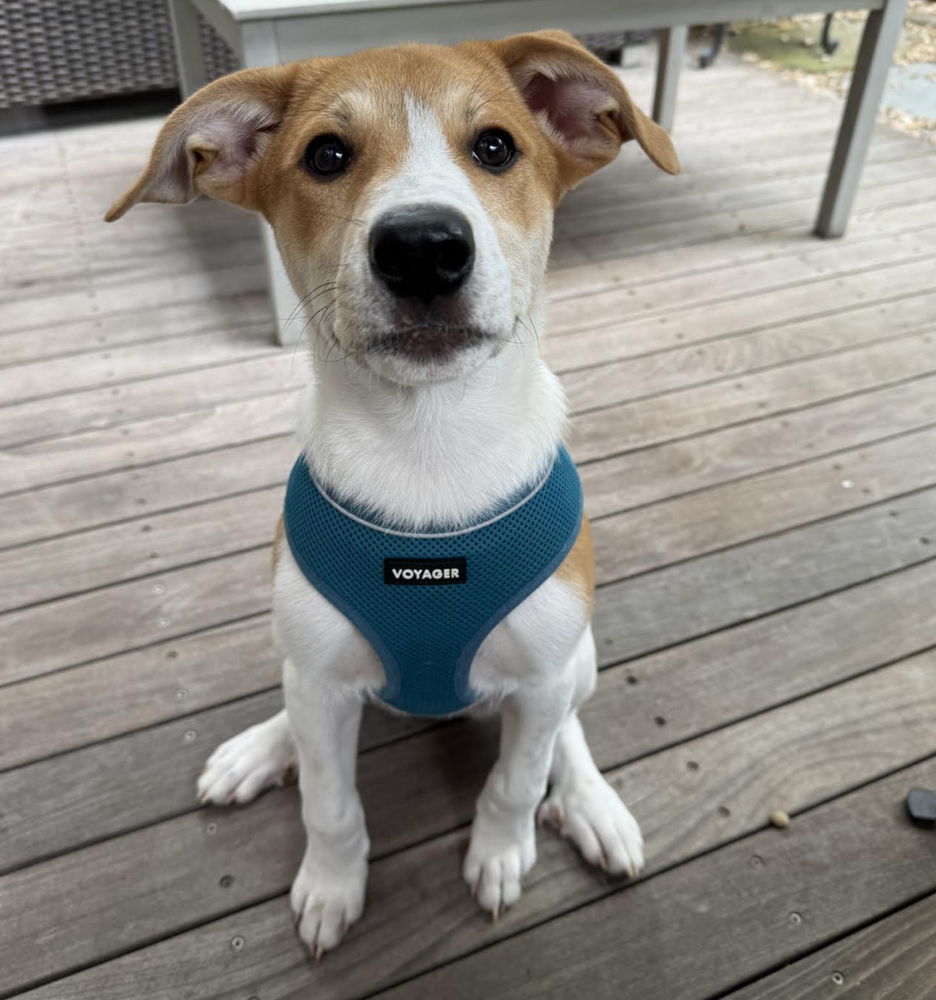 adoptable Dog in Brooklyn, NY named Parm