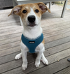 adoptable Dog in  named Parm