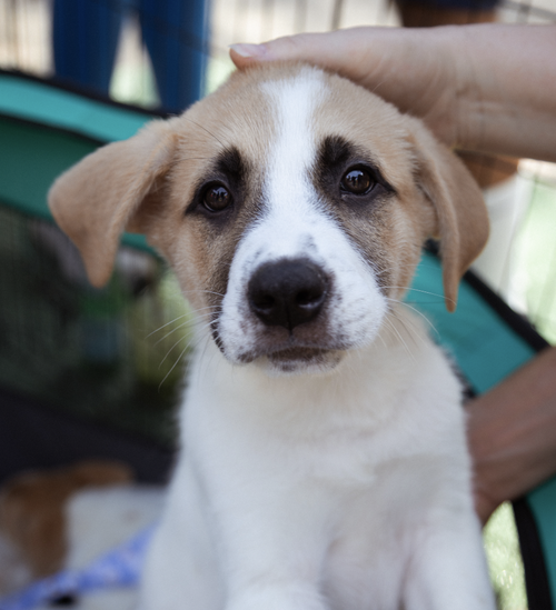 picture of the dog needing adoption