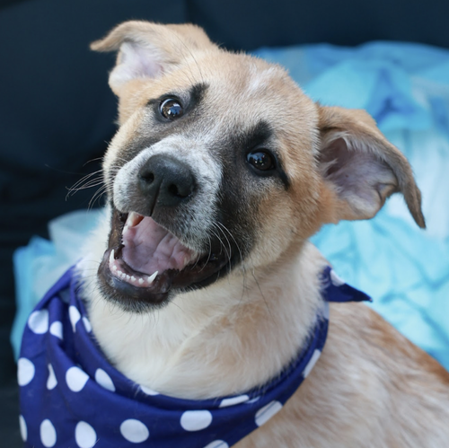 picture of the dog needing adoption