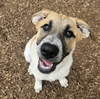 adoptable Dog in brooklyn, NY named Risotto