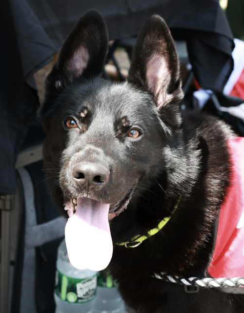 picture of the dog needing adoption