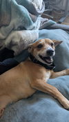 adoptable Dog in brooklyn, NY named Sparky