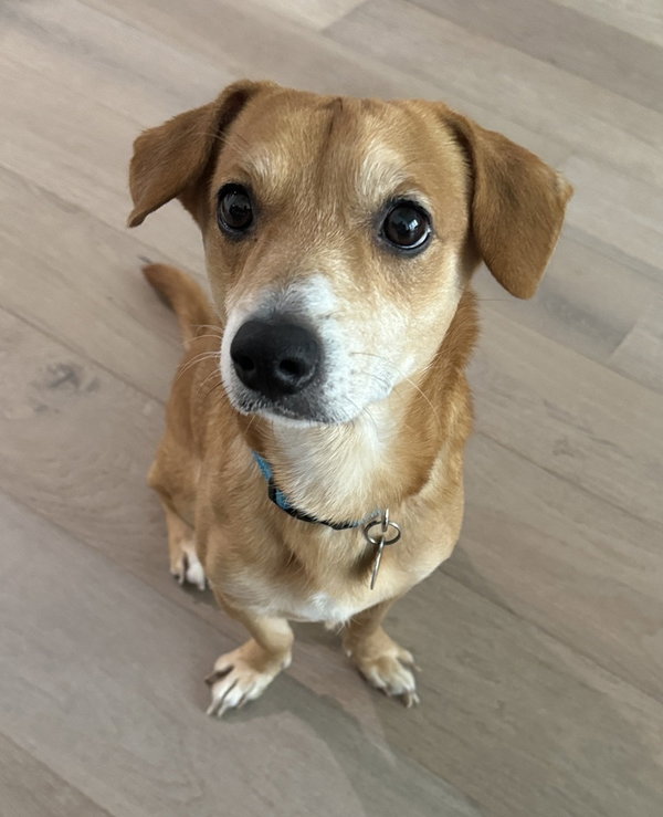 Sparky *ADOPTION FEE WAIVED*