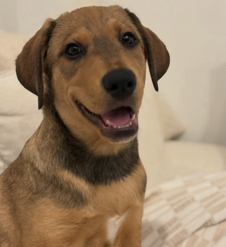 adoptable Dog in Brooklyn, NY named Jones