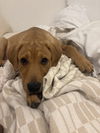 adoptable Dog in  named Sabrina