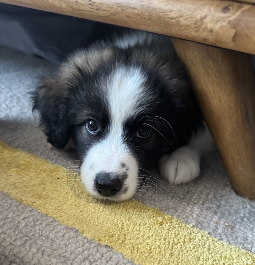 adoptable Dog in Brooklyn, NY named Sissy