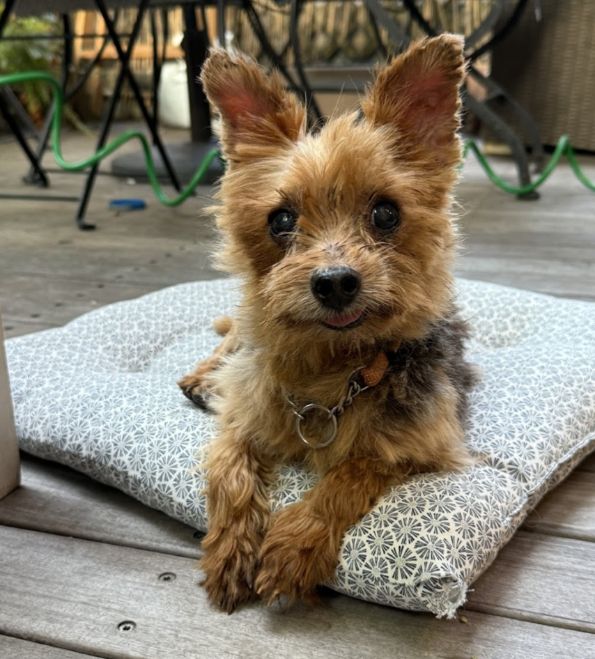 adoptable Dog in Brooklyn, NY named Spiderman