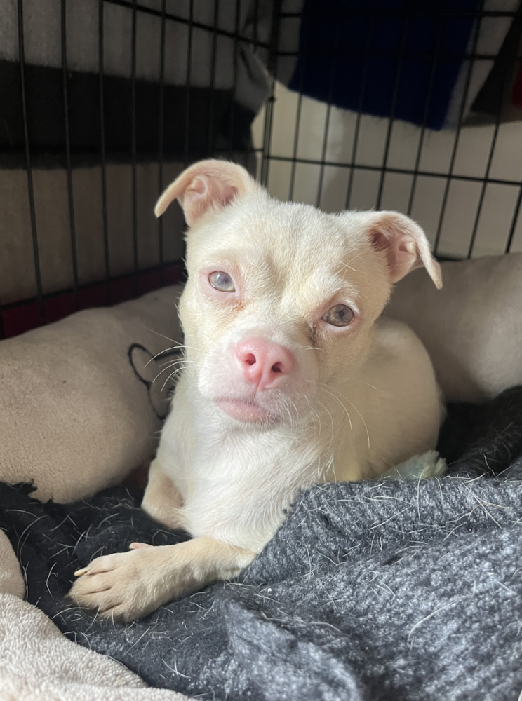 adoptable Dog in Brooklyn, NY named Supergirl