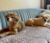 adoptable Dog in  named Wonder Woman