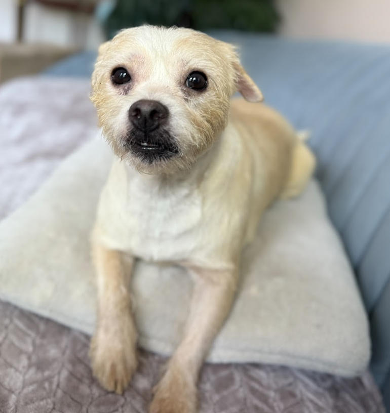 adoptable Dog in Brooklyn, NY named Wonder Woman