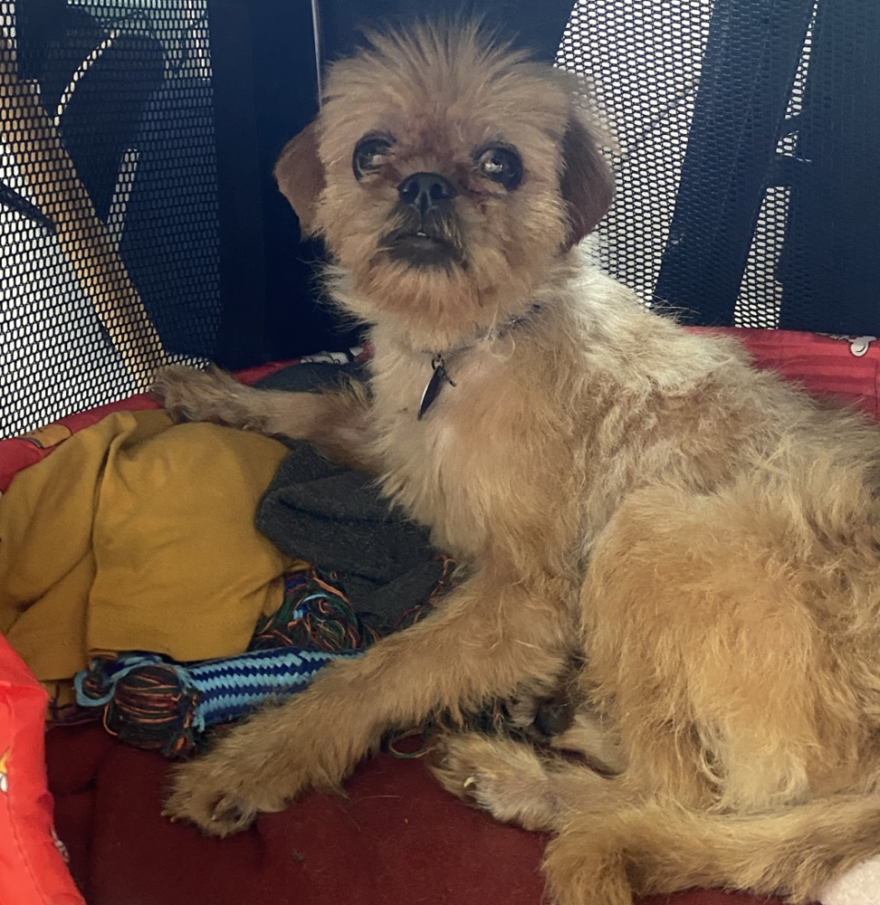 adoptable Dog in Brooklyn, NY named Elektra