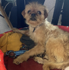 adoptable Dog in brooklyn, NY named Elektra