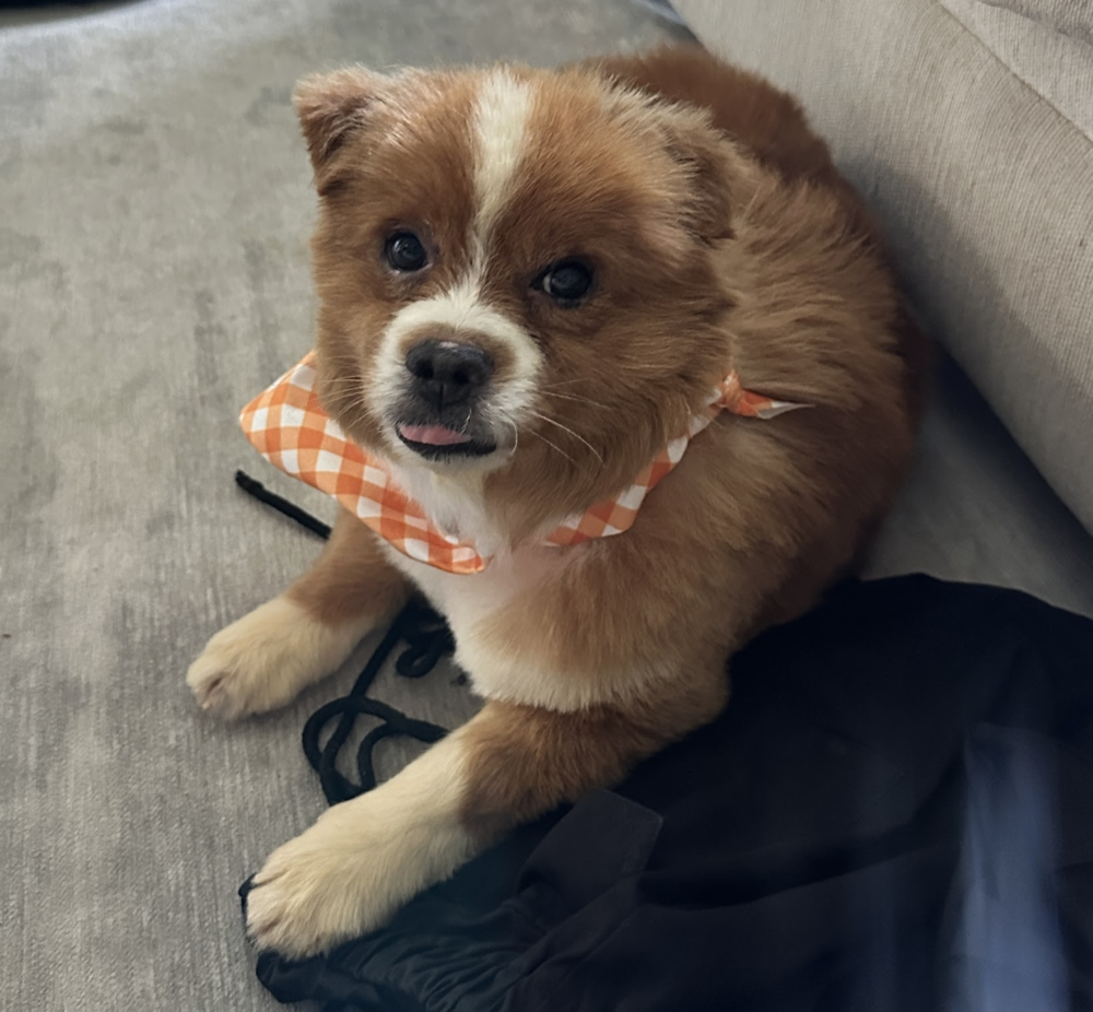 adoptable Dog in Brooklyn, NY named Red Guardian