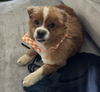adoptable Dog in brooklyn, NY named Red Guardian