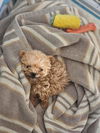 adoptable Dog in brooklyn, NY named Labubu