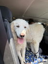 adoptable Dog in  named Abby